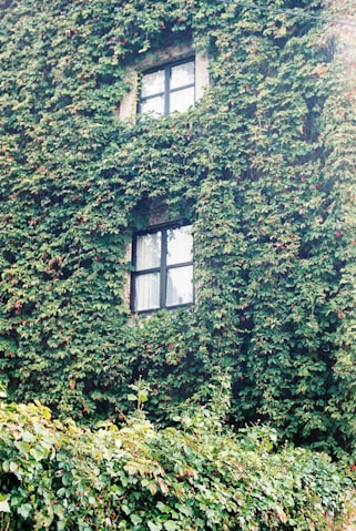 Vegetation at the wall, illustrative photograph